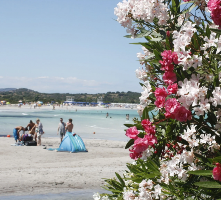 Oleanderblüten vor dem Strand Lu Impostu beim Urlaub auf Sardinien. Zu sehen ist weißer Sandstrand und türkisblaues Meer